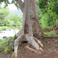 Terminalia arjuna (Roxb. ex DC.) Wight & Arn.